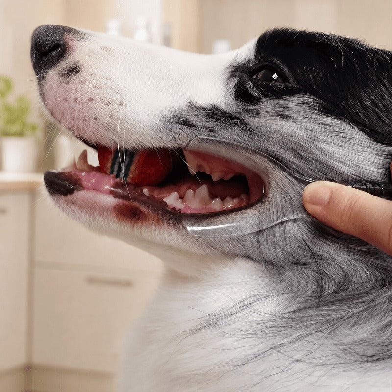 Pet Teeth Brushing Helper